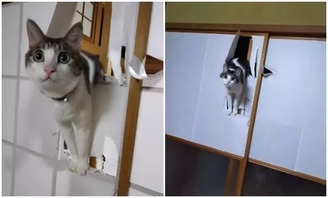 日式紙門對喵星人的誘惑有多大 第2486期